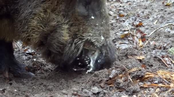 2匹の野生のボーイが泥の中で食べ物を求めている 高品質の4K映像 — ストック動画