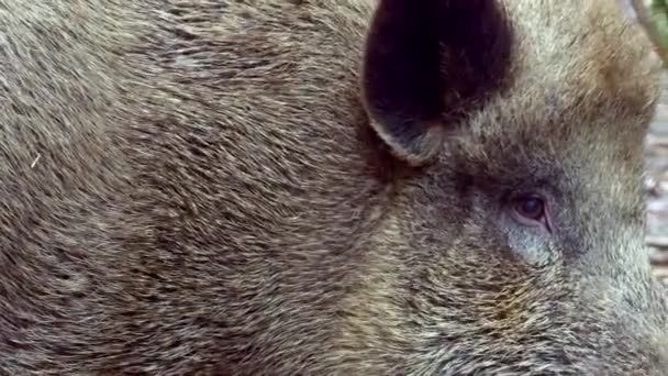 大きな男の野生のボーイ 野生のイノシシのクローズアップ肖像画 高品質の4K映像 — ストック動画