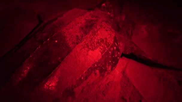가죽백 거북이는 토바고의 모래사장 모래로 구멍을 덮습니다 토바고와 트리니다드 카리브해 — 비디오