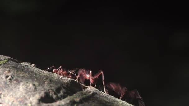 Yaprak Kesen Karıncalar Siyah Bir Arkaplan Önünde Bir Dal Boyunca — Stok video