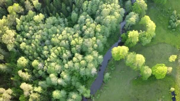 Vista Aérea Del Bosque Verde Río Verano Árboles Amanecer — Vídeo de stock