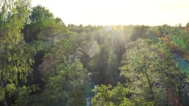 Vista Aérea Floresta Verde Rio Verão Árvores Raios Sol Brilhando — Vídeo de Stock