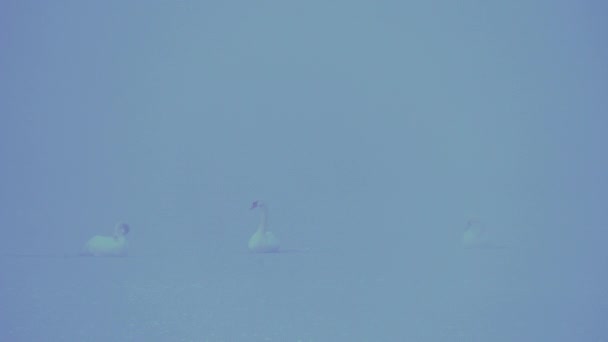 Three Mute Swans Cygnus Olor Rest Frozen River Cold Foggy — Stock Video