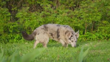 Komik benekli, melez, kısa bacaklı ve evin arka bahçesinde iki renkli gözlü bir köpek dolaşıyor. Köpek çimenleri kokluyor ve kameraya yaklaşıyor. Mans en iyi arkadaş.