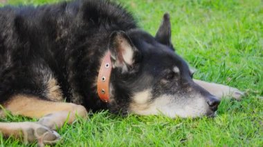 Video, kıdemli bir köpek güneşli bir yaz gününde bir evin arka bahçesinde dinleniyor. Mans en iyi arkadaş. Köpek 10-15 yaşlarında..