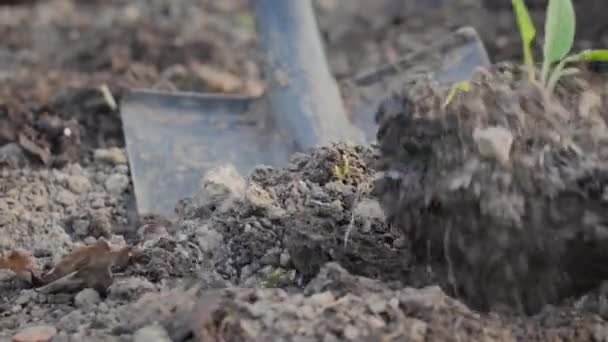 Spring Seasonal Garden Work Close Shovel Gardener Works Soil Flower — Stok video