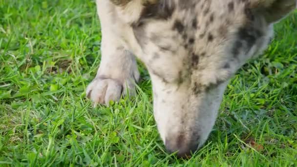 Nahaufnahme Eines Grauen Gestromten Hundes Der Mit Der Nase Boden — Stockvideo