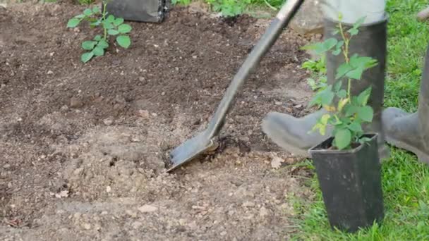 Spring Seasonal Garden Work Planting Roses Gardener Digs Hole Bed — Stok video