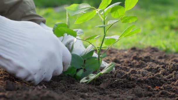 Planting Roses Spring Seasonal Garden Work Gardeners Hands Arrange Soil — Stok video