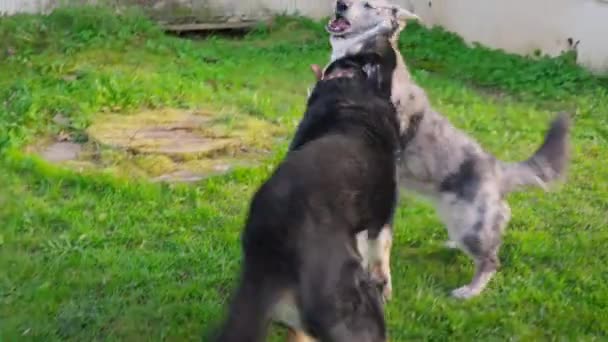 Zwei Niedliche Reinrassige Hunde Spielen Hof Des Hauses Zusammenhänge Und — Stockvideo