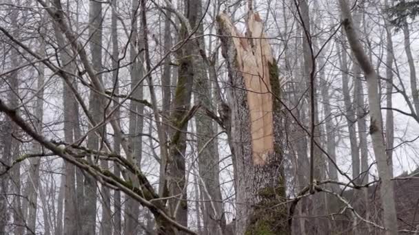 Старый Нетронутый Смешанный Лес Старыми Густыми Деревьями Сломанными Мертвыми Стволами — стоковое видео