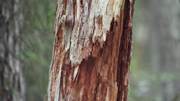 Close Dry Rotten Tree Trunk Old Mixed Forest High Quality — Stockvideo