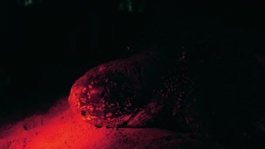Tobago sahiline yumurtalarını bırakan Leatherback deniz kaplumbağasının yakın çekimi..