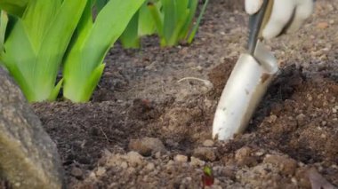 Bahar mevsimi bahçe işleri. Bahçıvanın baharda çiçek dikmek için çukur kazdığı küçük bir bahçe küreğinin yakın çekimi..