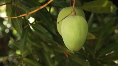 Ağaçta büyüyen iki yeşil mango. Arka bahçede bir mango meyvesi, Trinidad ve Tobago. Yüksek kaliteli FullHD görüntüler