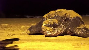 Deri sırtlı deniz kaplumbağası kumsala yumurta bıraktıktan sonra denize açılır. Bilim adamları bir kaplumbağayı Tobago Karayip bölgesinden korumak için takip ediyor. Yüksek kaliteli FullHD görüntüler