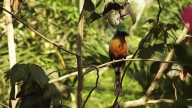 Mavi taçlı motmot, Tobago adasında bir kuş. Tropik bir kuş. Yüksek kaliteli FullHD görüntüler