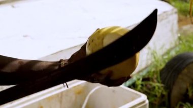 Bir Tobago sakini pala ile içmek için hindistan cevizi hazırlar. Yüksek kaliteli FullHD görüntüler