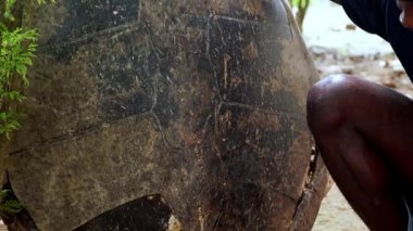  Trinidad ve Tobago. Yeşil deniz kaplumbağası Chelonia Mydas 'ı öldürdü. Yasadışı kaplumbağa avı. Nesli tükenmekte olan bir kaplumbağayı avlamanın sonuçları. Tobago 'da koruma sorunları var. Yüksek kaliteli görüntüler.