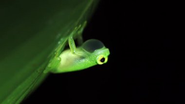 Tobago Glass kurbağası Hyalinobatrachium orientale tobagoense. Sadece Tobago 'da bulunan bir cam kurbağa alt türü. Küçük yeşil bir kurbağa geceleri bir yaprağa çömelir ve şarkı söyler. Tam HD görüntüler