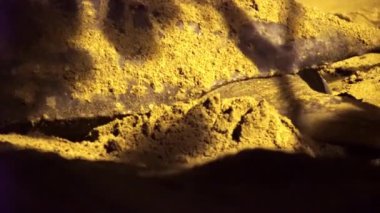 Tobago 'daki Sandy Beach' e yumurtalarını bıraktıktan sonra yuvasını yumurtalarla kaplayan yüzgeçli Leatherback deniz kaplumbağasının yakın çekimi. Yüksek kaliteli FullHD görüntüler