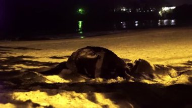 Leatherback deniz kaplumbağası, Tobago 'daki kumlu sahilde yumurtalarını bıraktıktan sonra yuvalarını yüzgeçli yumurtalarla kaplar. Yüksek kaliteli FullHD görüntüler
