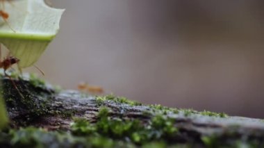 Yaprak kesen karıncalar devrilen bir ağacın gövdesinde yürürler ve yaprakları taşırlar. Trinidad ve Tobago 'da yağmur ormanı. Yüksek kaliteli FullHD görüntüler