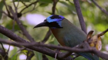 Mavi taçlı motmot, Tobago adasında bir kuş. Tropik bir kuş. Yüksek kaliteli FullHD görüntüler
