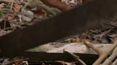 Ayahuasca, ayawaska ya da yage yapıyorum. Ekvador 'da bir şaman Banisteriopsis caapi liana' nın saplarını geleneksel bir içecek hazırlamak için gerekli uzunlukta bir palayla hazırlar. Tam HD