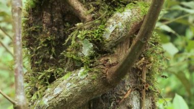 Ayahuasca, ayawaska, yage yapmak. Liana 'nın Ayahuasca, Ayawaska yapması gerekiyordu. Liana Banisteriopsis caapi. Ekvador Tropikal Ormanı.
