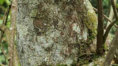 Ayahuasca, ayawaska, yage yapmak. Liana 'nın Ayahuasca, Ayawaska yapması gerekiyordu. Liana Banisteriopsis caapi. Ekvador Tropikal Ormanı.