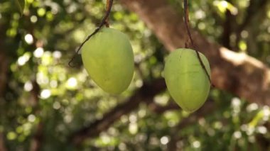 Ağaçta büyüyen iki yeşil mango. Arka bahçede bir mango meyvesi, Trinidad ve Tobago. Yüksek kaliteli FullHD görüntüler