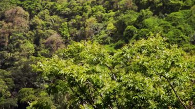 Trinidad ve Tobago. Karayipler 'de bir yağmur ormanı manzarası. Ağaç dalları rüzgarda sallanıyor. Yüksek kaliteli FullHD görüntüler
