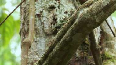 Ayahuasca, ayawaska, yage yapmak. Liana 'nın Ayahuasca, Ayawaska yapması gerekiyordu. Liana Banisteriopsis caapi. Ekvador tropikal ormanı. ProRes videosu.