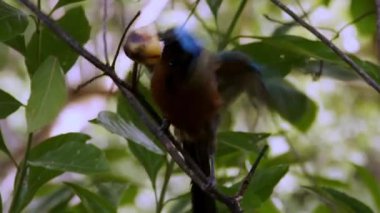 Mavi taçlı motmot, Tobago adasında bir kuş. Tropik bir kuş. Yüksek kaliteli FullHD görüntüler