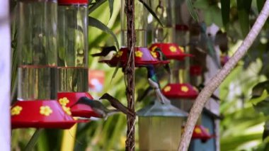 Trinidad ve Tobago 'daki bir bahçede asılı duran bir sinekkuşu sürüsü, şekerli bir şurup olan nektarla beslenir. Yüksek kaliteli FullHD görüntüler