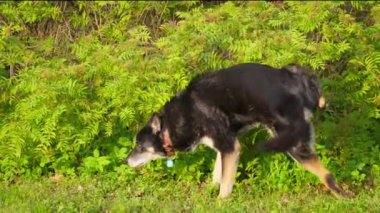 Yaşlı zenci bir köpek, bacağı çalıların yanında olan bölgeyi işaretliyor. Yüksek kalite 4k görüntü