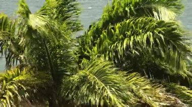 Güçlü bir rüzgar Trinidad ve Toago 'da bir palmiye ağacını hareket ettirir. Arka planda Karayip Denizi görülebilir. Yüksek kaliteli FullHD görüntüler