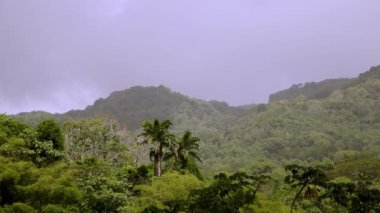 Trinidad ve Tobago. Karayipler 'de bir yağmur ormanı manzarası. Yüksek kaliteli FullHD görüntüler