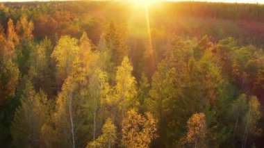 Uçsuz bucaksız eski bir ormanın manzarasına sahip bir hava manzarası. Yüksek kalite 4k görüntü