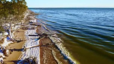 Baltık Denizi kıyıları fırtınada düşen ağaçlarla doludur. Büyük ağaçlar denize düştü. Denizin üzerinde ve kıyı sınırında insansız hava aracı uçuşu. Deniz kıyısında fırtına hasarı.