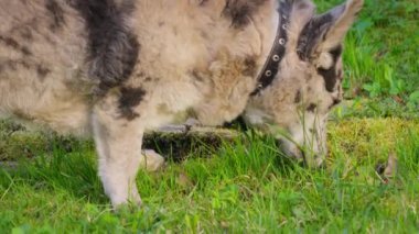 Benekli bir köpek ot yer. Yüksek kalite 4k görüntü