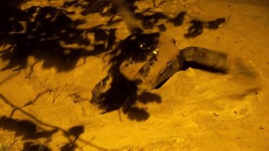 Yüzgeçli Leatherback deniz kaplumbağası Sandy Beach, Tobago ve Trinidad 'a yumurta bıraktıktan sonra yuvayı yumurtalarla kaplıyor. Yüksek kaliteli FullHD görüntüler