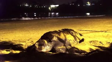 Tobago 'daki Sandy Beach' e yumurtalarını bıraktıktan sonra yuvasını yumurtalarla kaplayan yüzgeçli Leatherback deniz kaplumbağasının yakın çekimi. Yüksek kaliteli FullHD görüntüler