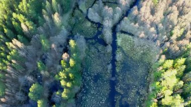 Hava görüntüsü. Bahar sellerinin bastığı bataklık, doğal orman çayırı. Baharda eski bir orman manzarası. Yüksek kalite 4k görüntü