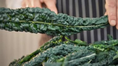 Aşçı Toskana lahanası, nero, cavolo nero, laacinato lahanası hazırlar. Bir şef bıçakla siyah lahana keser. Ağır çekim. 50 fp. Yüksek kalite 4k görüntü