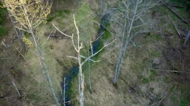 Hava görüntüsü İHA hareketini yavaşlatıyor. Ölü ağaçlarla dolu vahşi bataklık orman manzarası. Yüksek kalite 4k görüntü
