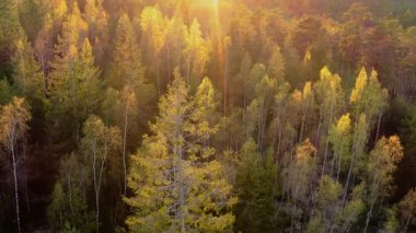 Karışık bir ormanda taze bahar yapraklarının havadan görüntüsü. İlkbahar ormanlarında, güzel bir ışıkta huş ağaçları, çam ağaçları ve çam ağaçları. Güneş ışınları çerçeveye yansıyor. 4k görüntü