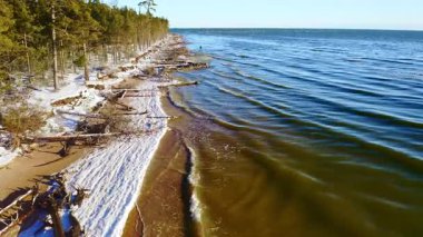Baltık Denizi kıyıları fırtınada düşen ağaçlarla doludur. Büyük ağaçlar denize düştü. Denizin üzerinde ve kıyı sınırında insansız hava aracı uçuşu. Deniz kıyısında fırtına hasarı.