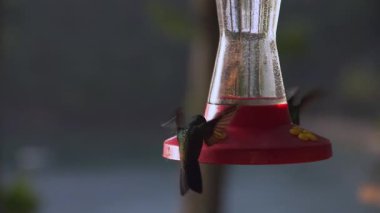 Sinekkuşları, Trinidad ve Tobago 'da bir nektar besleyicisinin üzerinde uçar, içer, şekerli su şurubu yer. Kuş yemi. Tropik bir kuş. Yüksek kaliteli FullHD görüntüler